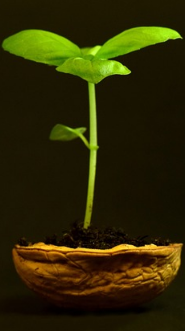 seed